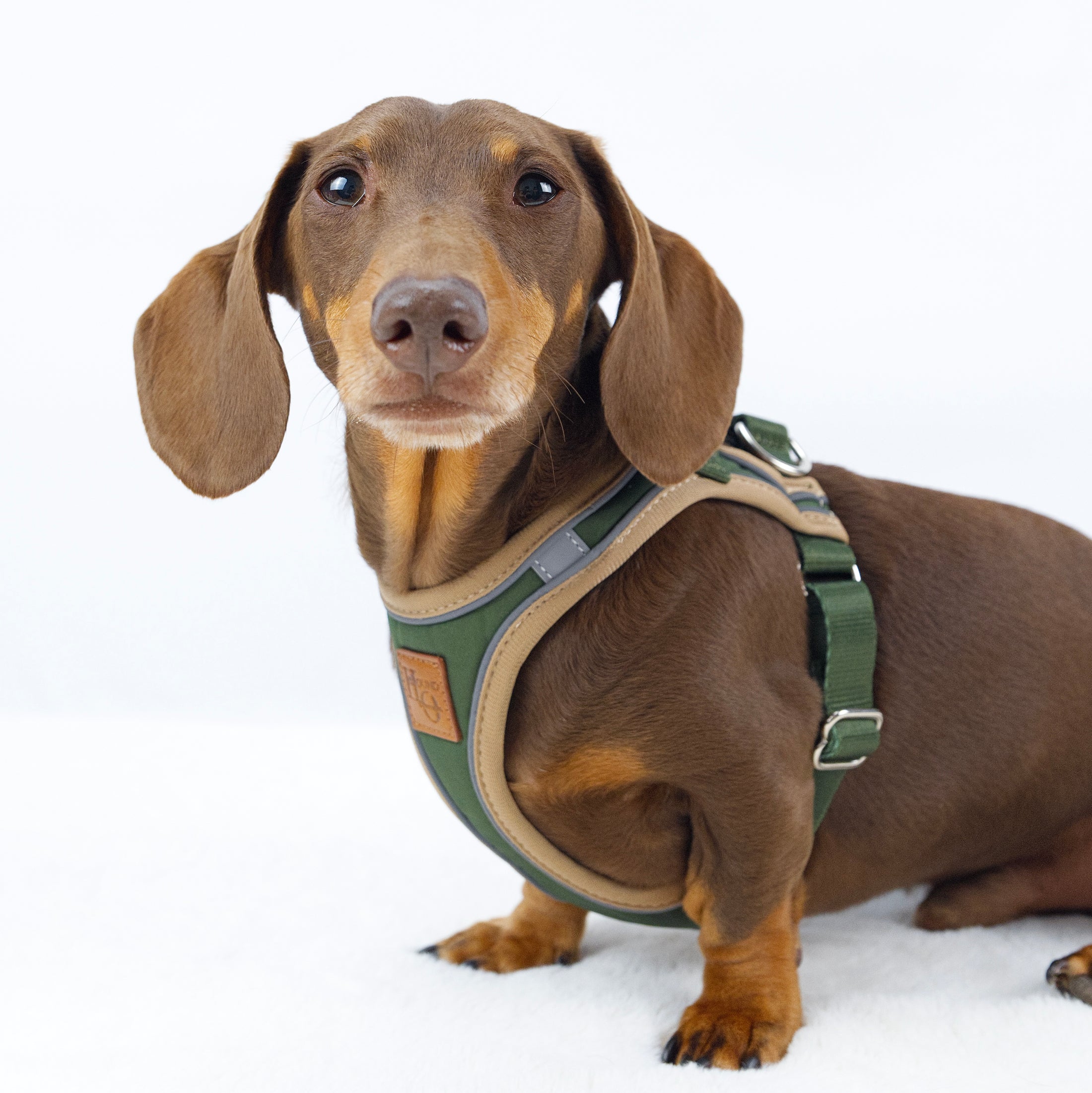 Chocolate and tan dachshund dog modelling the Regency Green Doxie StepMag magnetic harness made for a sausage dogs unique shape