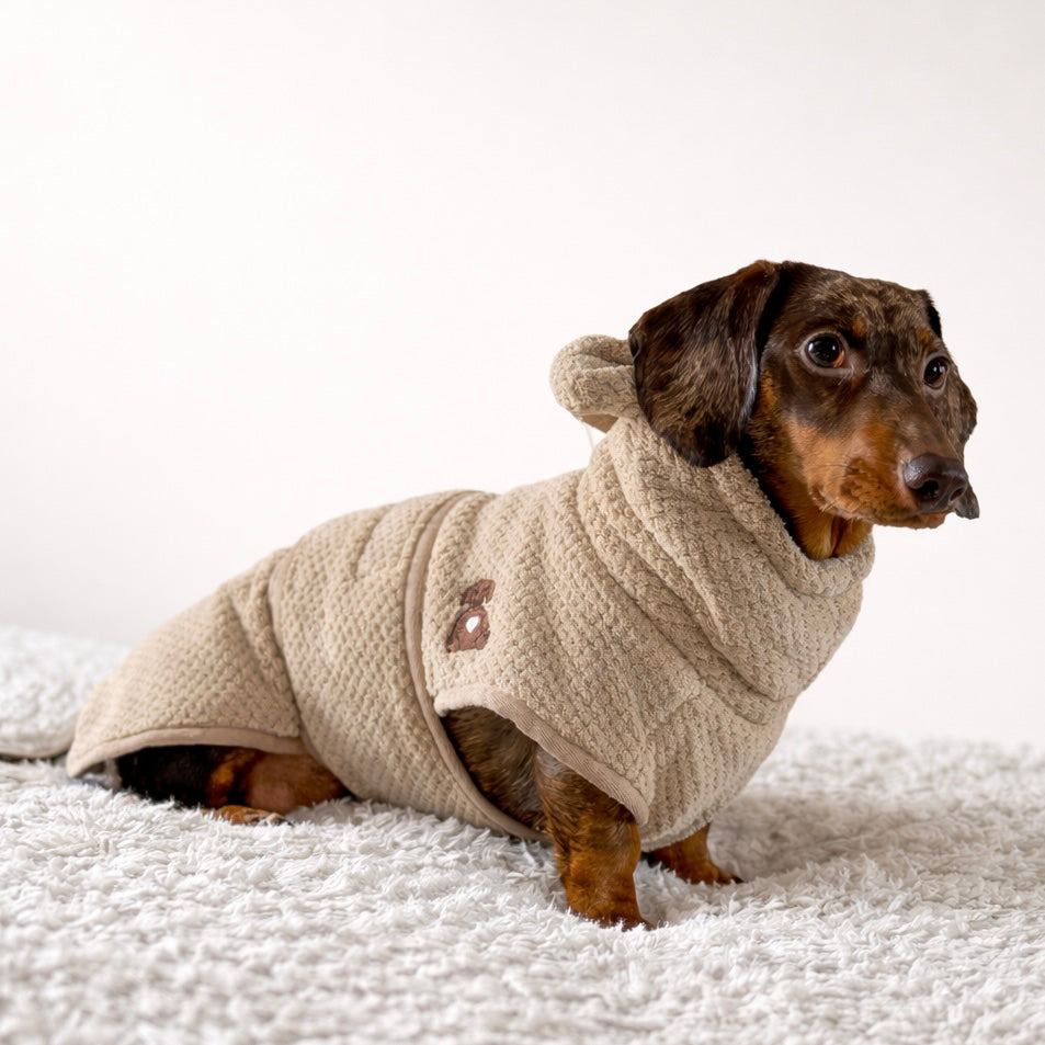 miniature dachshund wearing the Teddy Bear DoxieRobe bamboo drying robe
