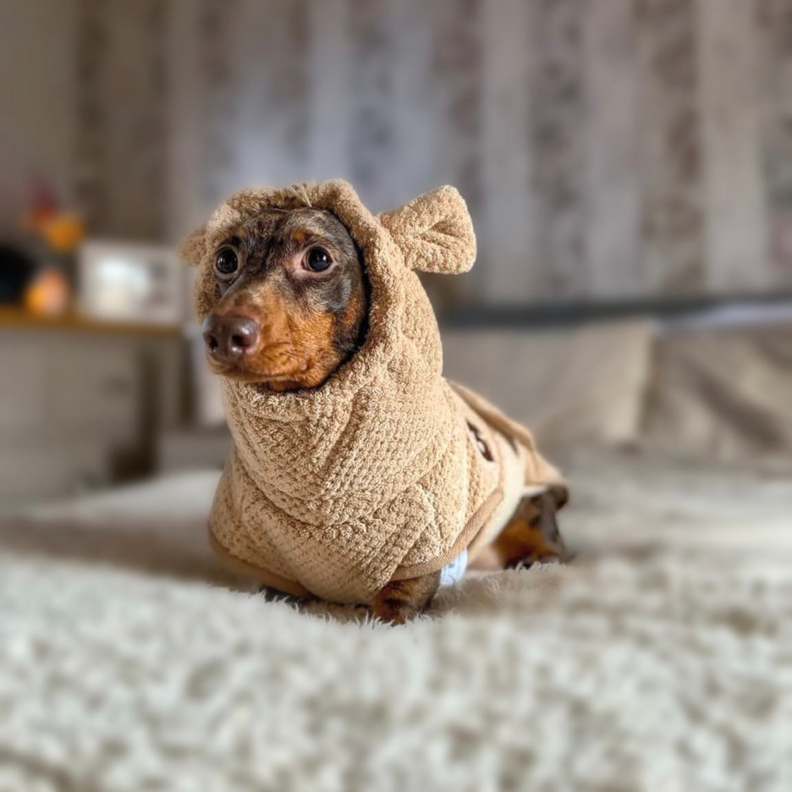 Dachshund relaxing while wearing the premium snuggly Teddy Bear DoxieRobe drying robe