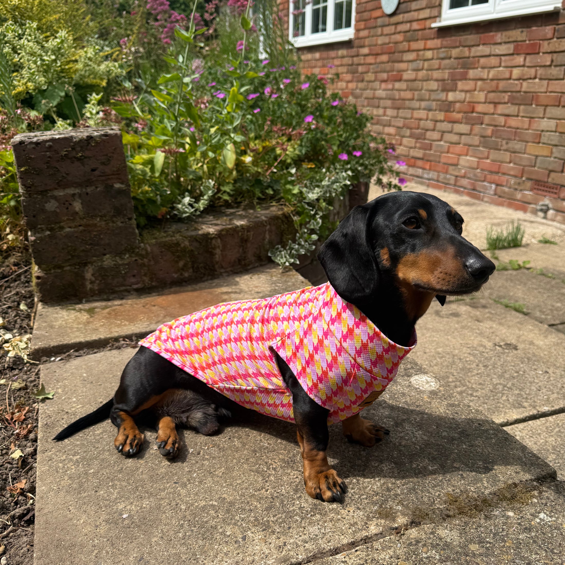 Black and tan dachshund wearing the Tutti Fruitti DoxieCool cooling vest outdoors in summer