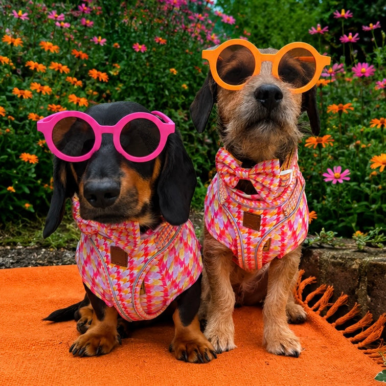 Two dachshunds wearing Tutti Frutti Houndstooth harnesses with matching accessories and sausage dog cooling vest