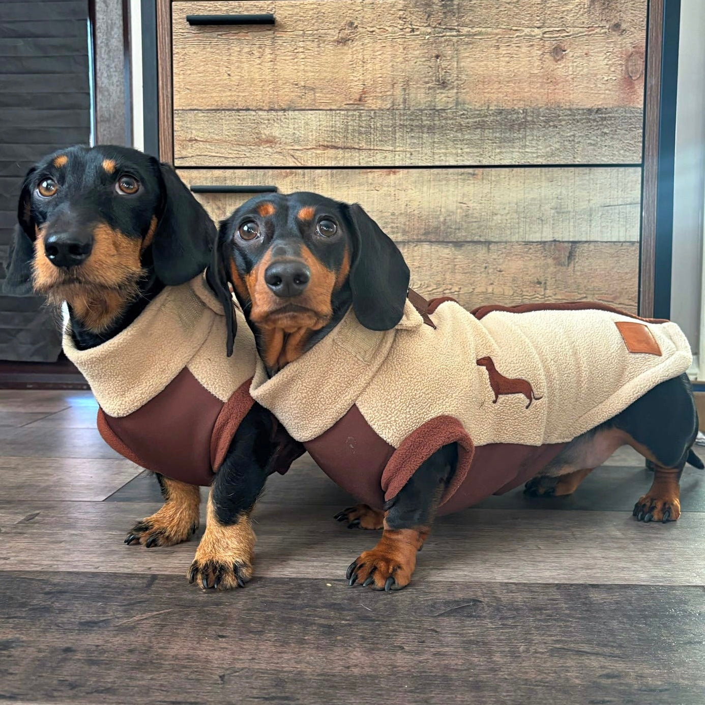 Two miniature dachshunds wearing Walnut Whip DoxieDri waterproof harness fleeces