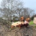 Load image into Gallery viewer, Two dachshunds wearing Walnut Whip DoxieDri waterproof harness fleeces during a woodland walk
