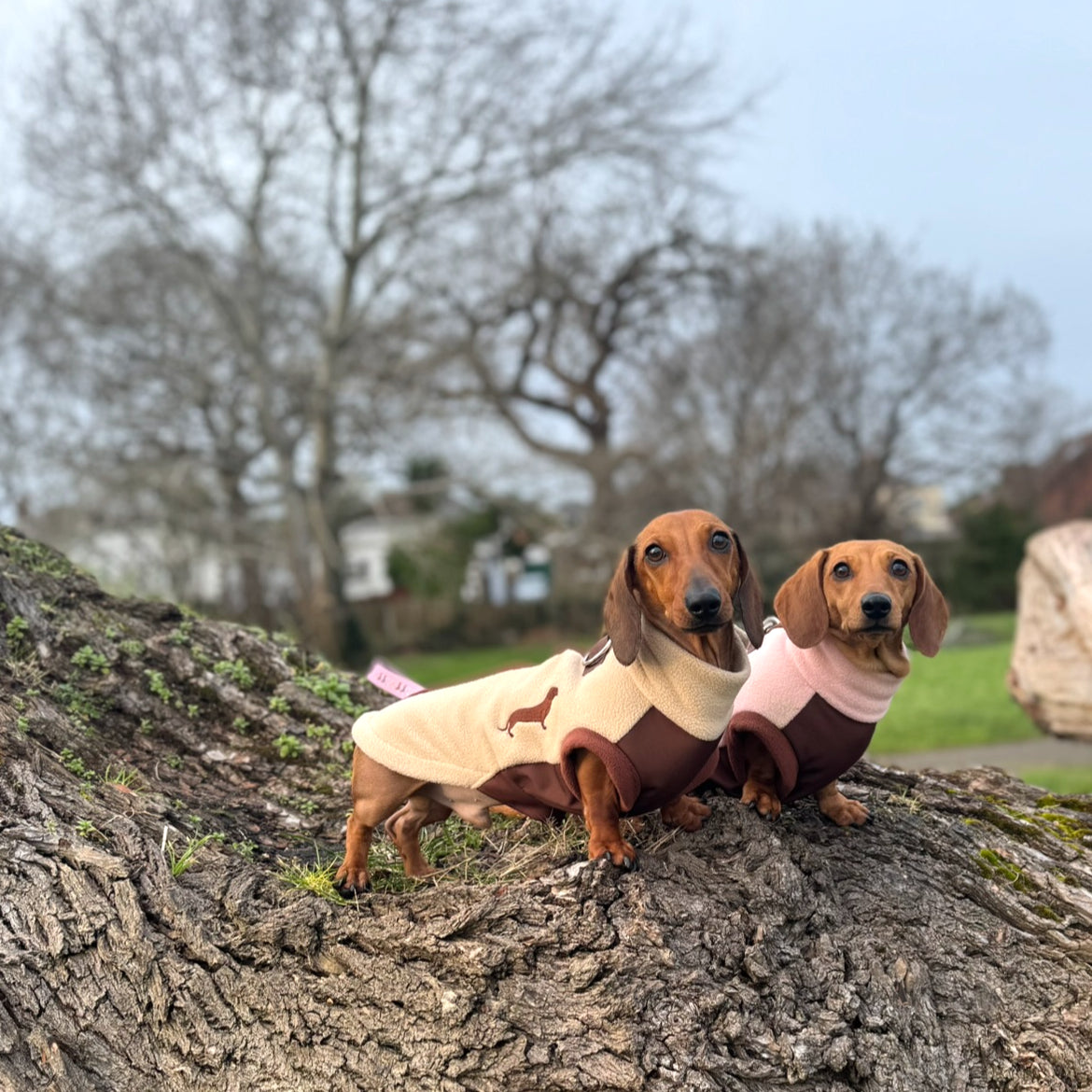 Two dachshunds wearing Walnut Whip DoxieDri waterproof harness fleeces during a woodland walk