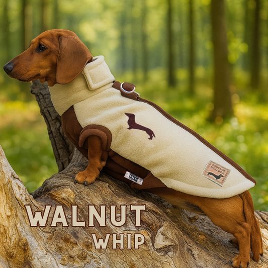 Walnut Whip DoxieDri waterproof dachshund harness fleece on a miniature dachshund