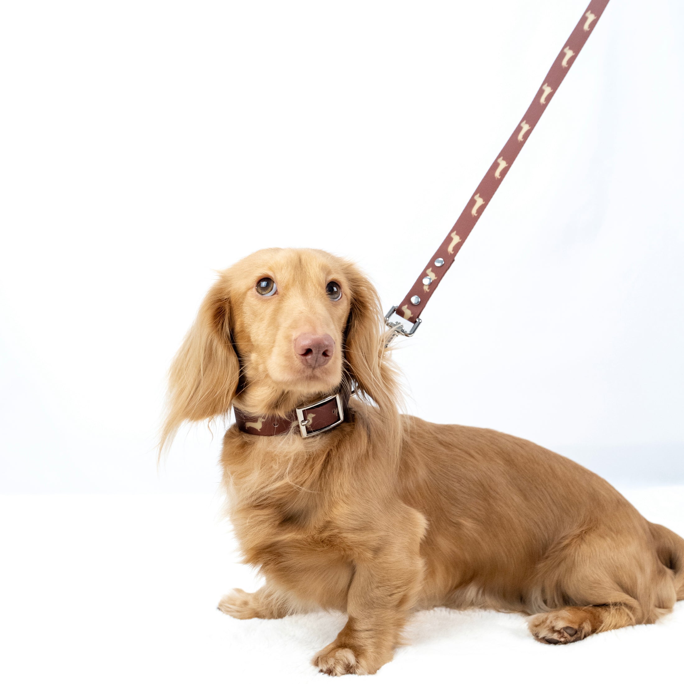 Cream dachshund sitting with the DoxieFlex waterproof Biothane lead attached.